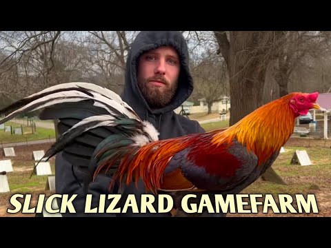 Yellow leg hatch Kelso - SLICK LIZARD FARM