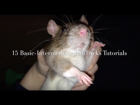 Rat Tricks - What To Teach First (Mini-Trick Tutorials)