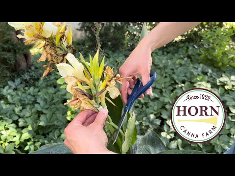 Removing Canna Seed Pods