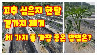 고추 심은지 한달 괴산 청결고추 곁가지 제거 세 가지 방법으로 시험 코레곤 세븐스타