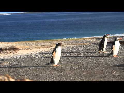 Penguins Hop-Hop-Hopping Past