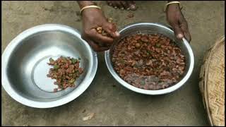 Fig Fruit (Anjeer Ka Phal) Cooking And Eating