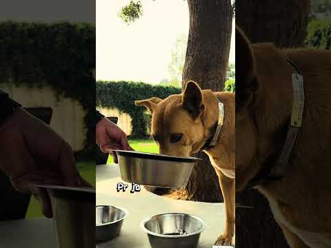 3 fixes for pet dehydration this summer