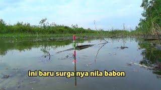 Download lagu Penuh Ketegangan!! Mancing nila babon di spot yang tak pernah terjamah manusia mp3