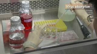 Virus Quantification using plaque assay