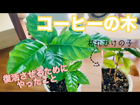 メキシコオレンジの木のメンテナンスにいつ水をやるのか、霜の病気の対処法、冬