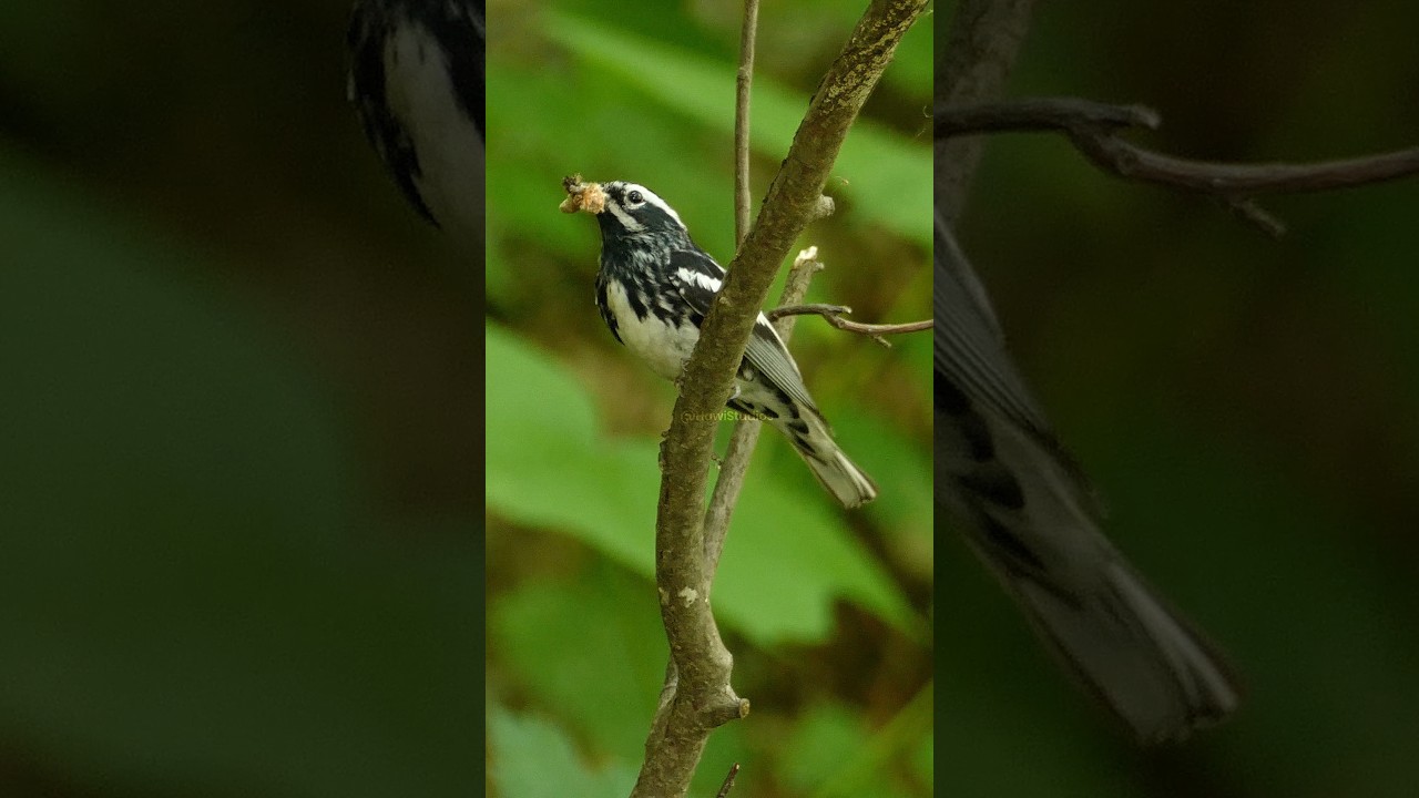 Black-and-white Warbler: Morphology and Foraging Biology