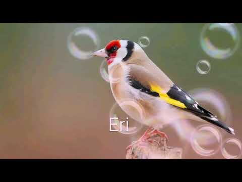 Gardelina shkoder 2019