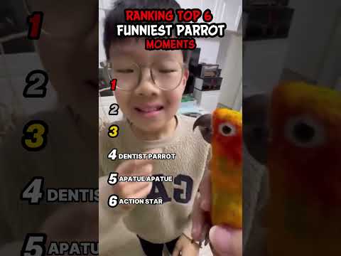 Ranking Funniest Parrot Moments