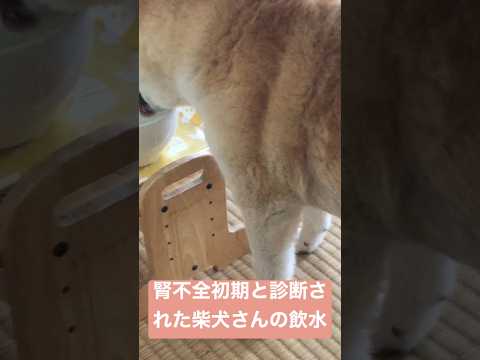 犬の多食症 - 症状、原因、治療法