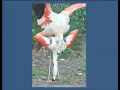 Lesser Flamingos At Sylvan Heights Bird Park Dustin Foote