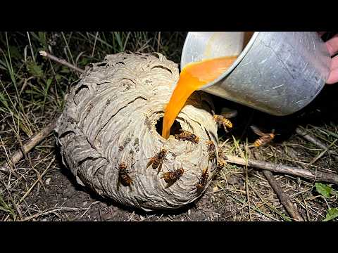 why did i pour this into WASP nest..