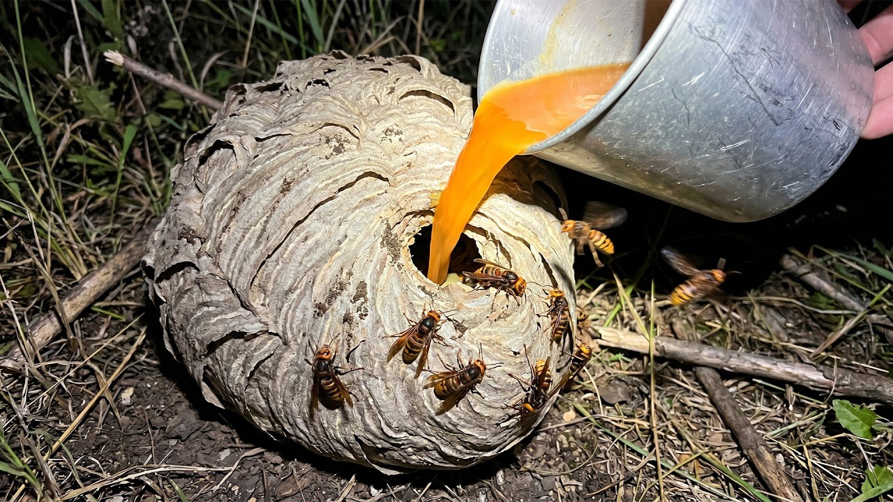 why did i pour this into WASP nest..