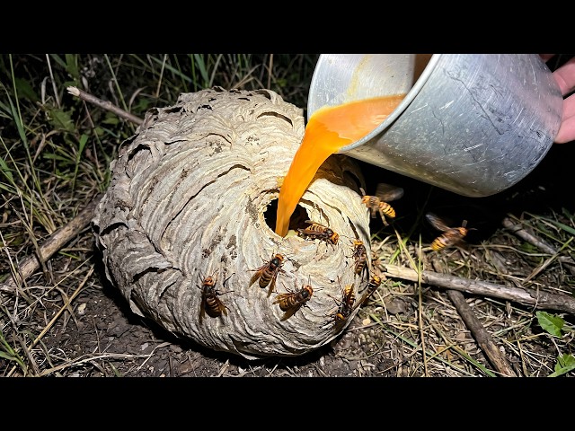 why did i pour this into WASP nest..