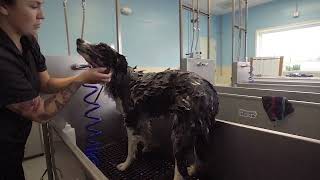 Grooming Services | Ankeny Hill Resort & Boarding