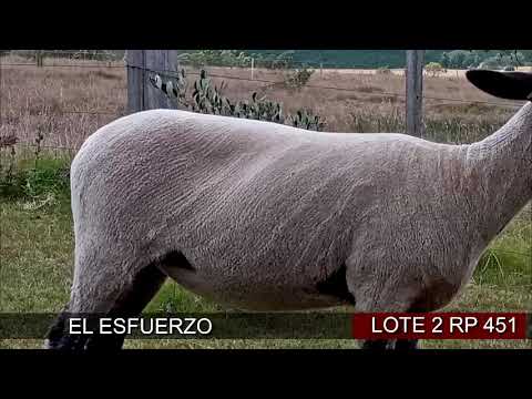 Lote 1 Ovejas en San José