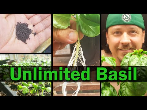 How To Grow An Onion From An Onion Bottom 2019