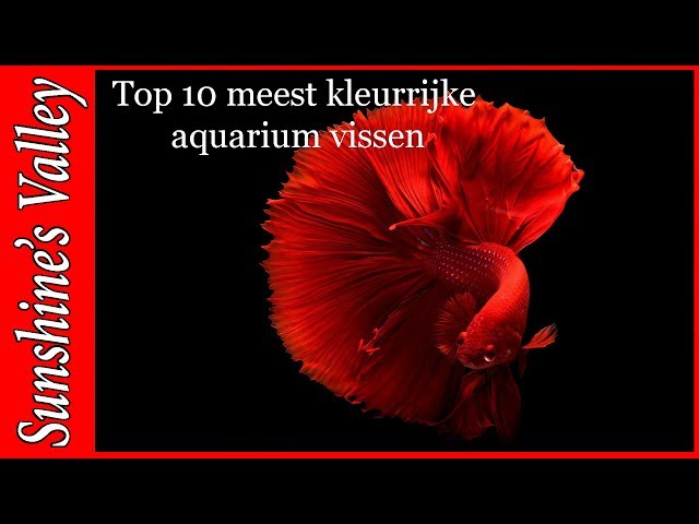 Top 10 meest kleurrijke zoetwater aquariumvissen
