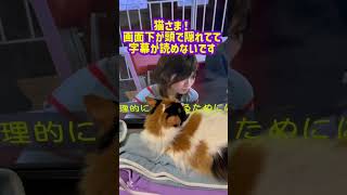 #cat #cute 猫さま画面下に頭があって字幕が読めないです！