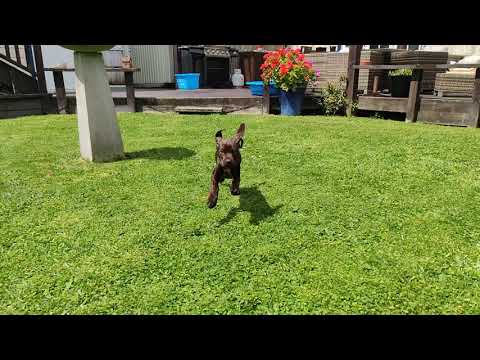 Amel - Hungarian Vizsla