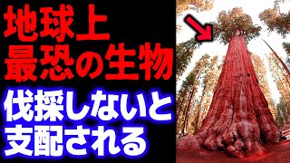 【危険】放置すれば山火事を引き起こし全てを焼き払ってしまう恐怖の「木」【岡田斗司夫切り抜き】