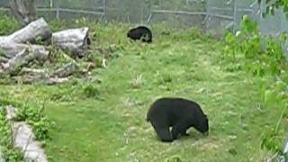 Bear Surprise