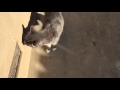 Gray Tabby Cat Meows In The Sunshine
