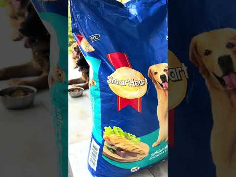 Dogs International day . Love dogs Dr Navraj Singh