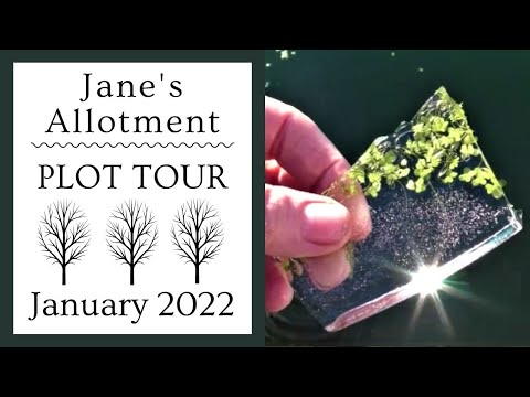 PLOT TOUR JANUARY 2022 - broad beans, green manure, chickens, rhubarb, cabbage - it's all happening!