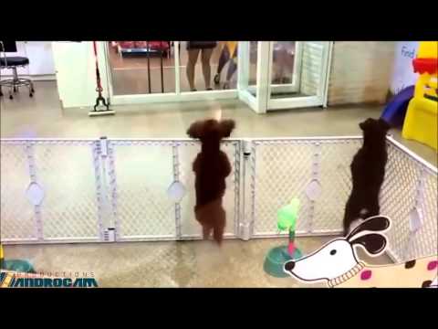 Happy puppy jumping to Mark With a K ft RUNAGROUND - Here We Come