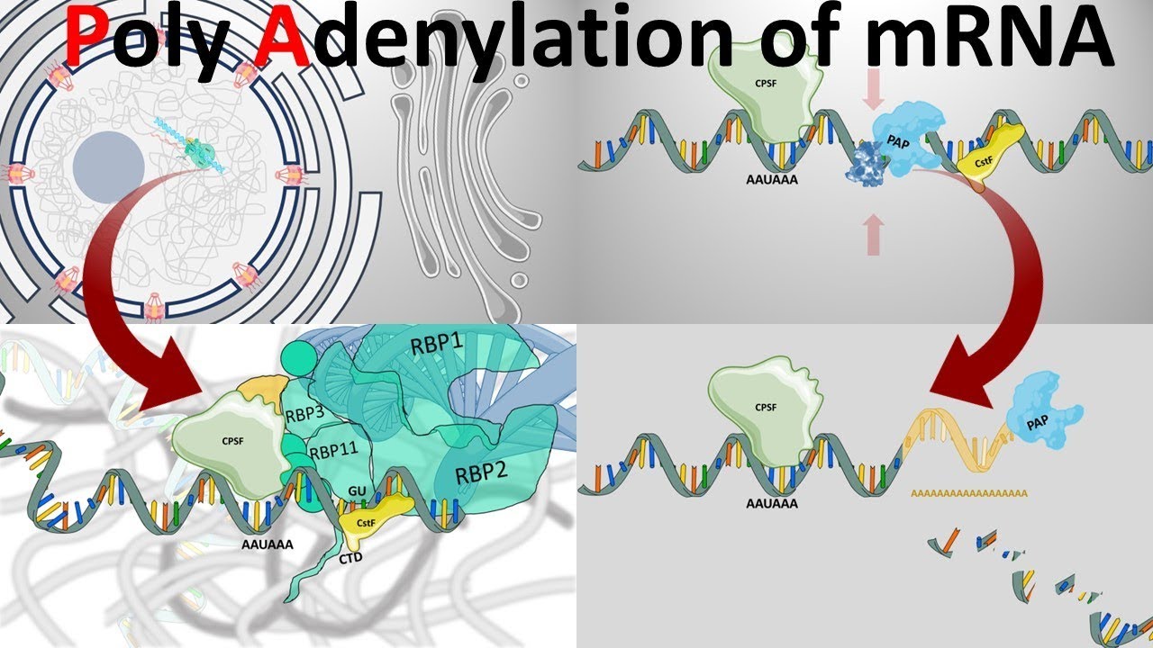 Poly Adenylation of eukaryotic mRNA - YouTube