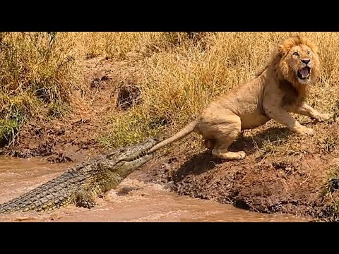 Giant crocodile attacks lion mercilessly! See what happened!
