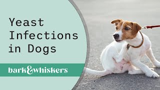 Yeast Infection in Dogs