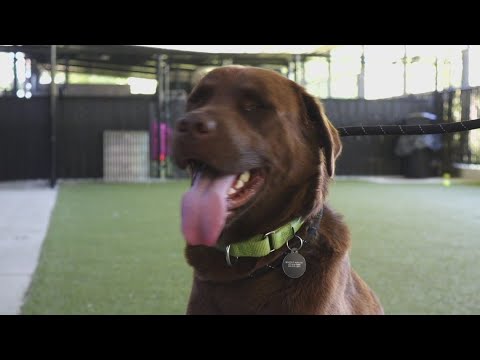 Tips to protect your pets from the heat