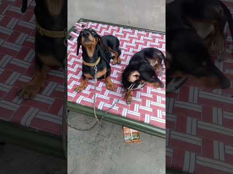 Ye Dono Ek dusre ke humdum😍❤️ short video # Randhir S shorts