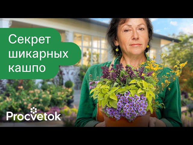 КЛУМБА В ГОРШКАХ! Главные правила посадки растений в кашпо для обильного цветения при минимуме ухода