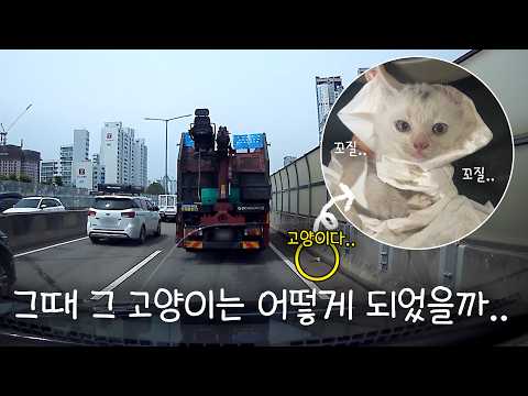 도로 한복판에서 새끼 고양이를 주웠다. 그 후..