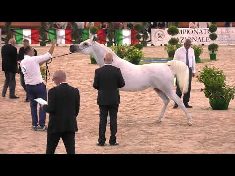 N.81 FANNINA - Italian Nationals 2018 - 10 Years Old and Older Mares (Class 9)