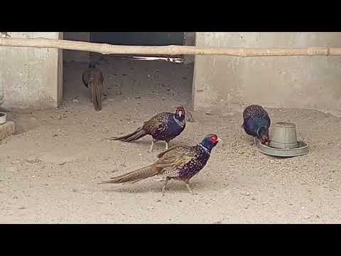 pheasant farming for beginners