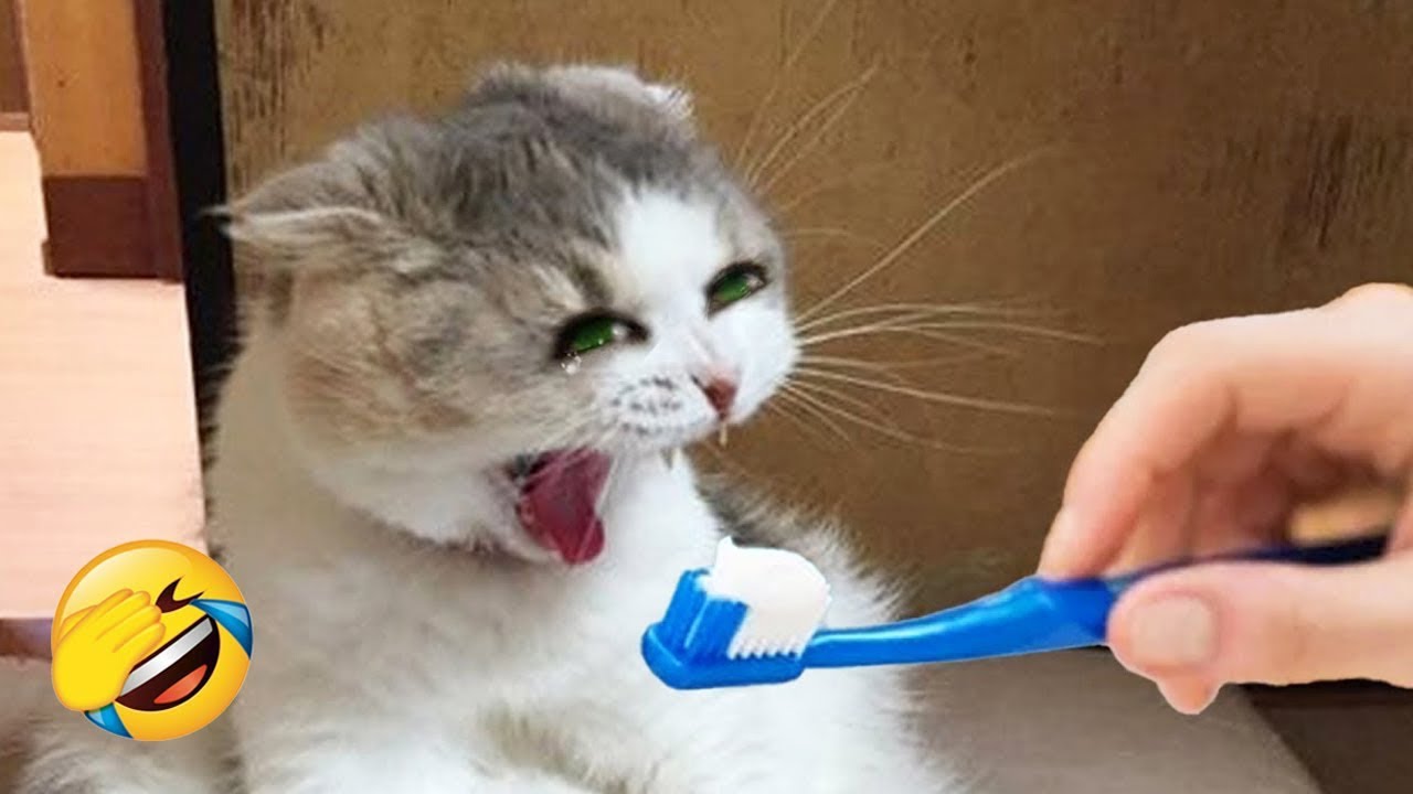 These animals will have you laughing like never before! 😆