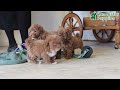 Toy Poodle dogs for sale: Tucker - Video 1