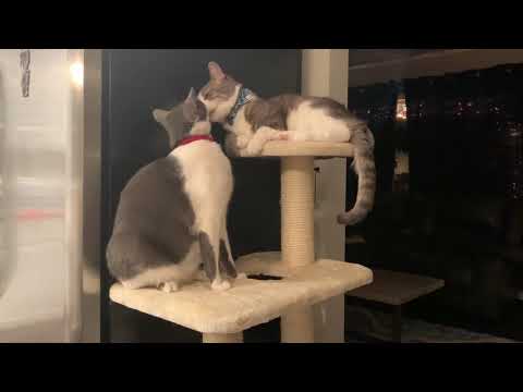 Why do cats lick and bite each other? Gary and Cid lick each other for the first time!
