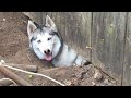 Huskies Are Known For Being Escape Artists Funniest Dogs Ever