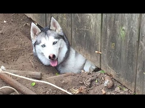 Les huskies sont connus pour être des artistes de l'évasion, les chiens les plus drôles qui soient !