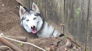 Huskies are known for being escape artists, Funniest Dogs Ever!