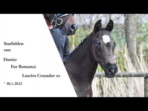 Stutfohlen von Donier x For Romance