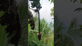 Download lagu ridha orang tua#jantungpisang mp3