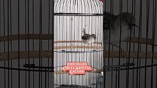 Download lagu Pancingan Paling Manjur Untuk Ciblek kristal Macet Jadi Rajin Bunyi. mp3 Download lagu Pancingan Paling Manjur Untuk Ciblek kristal Macet Jadi Rajin Bunyi. mp3