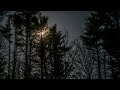 🌜💨 Powerful Wind in Moonlit Pines - (Natural Sleep Sounds)💨🌛
