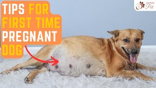 Helpful Tips for First Time Pregnant Dog